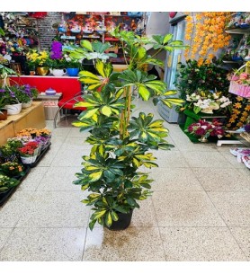 Saksı Çiçeği Şeflera 2'li